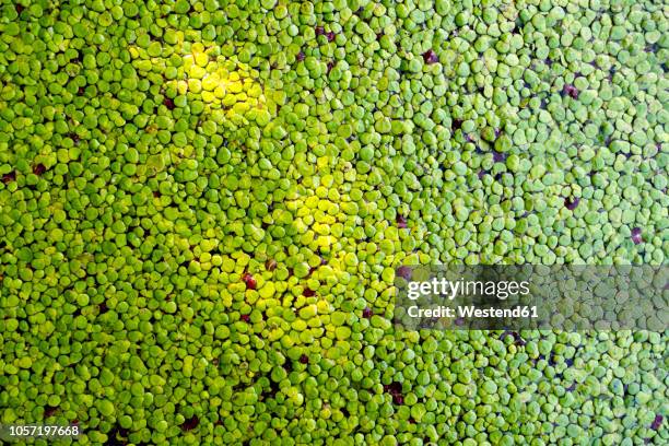 duckweed - kroos stockfoto's en -beelden