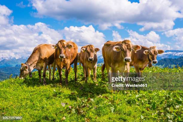 germany, allgaeu, herd of dehorned brown cattles standing on an alpine meadow - viehweide stock-fotos und bilder