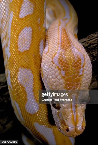 Indian Python Bird Python Indian Photos Photos and Premium High Res Pictures - Getty Images