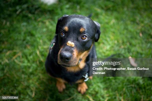 dog holding a treat on her nose - dog biscuit stock pictures, royalty-free photos & images