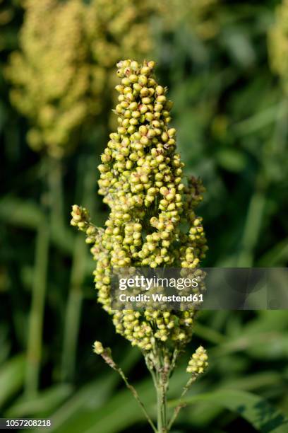 seed head of millet, close-up - sorghum stock-fotos und bilder