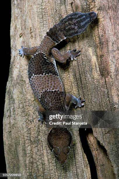 hemitheconyx caudicinctus (fate-tailed gecko) - hemitheconyx caudicinctus stock pictures, royalty-free photos & images