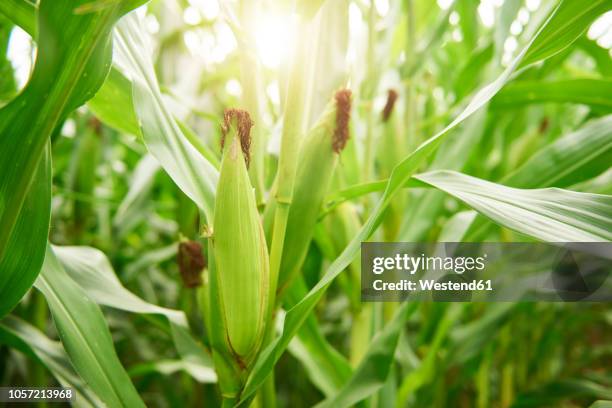 close-up of corn cobs in field, - majs bildbanksfoton och bilder