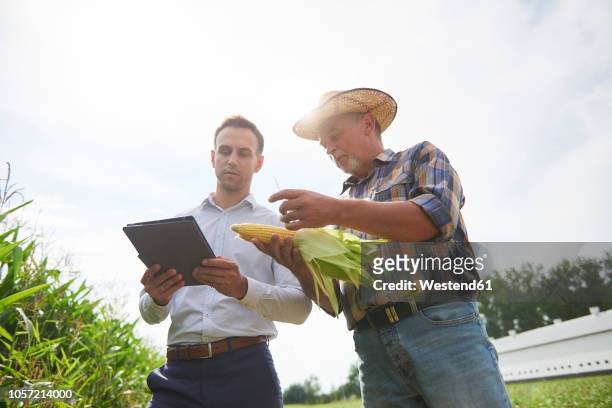 farmer and businessman with tablet and corn cob on the field - corn on the cob - fotografias e filmes do acervo