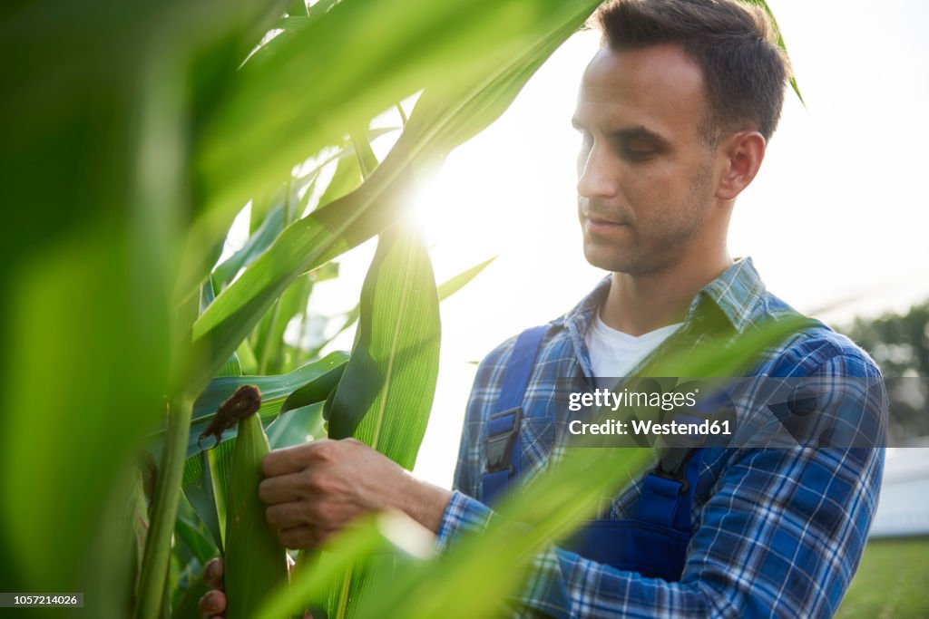 Farmer at cornfield examining maize plants