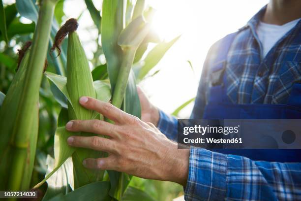 close-up of farmer at cornfield examining maize plants - corn foto e immagini stock