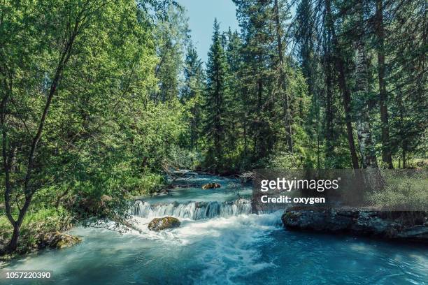 forest river, fast stream water, summer landscape - spring flowing water stock pictures, royalty-free photos & images