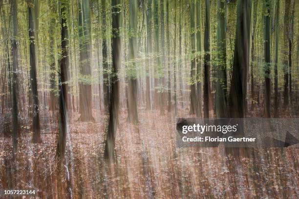 Long exposure of a deciduous forest on November 03, 2018 in Diehsa, Germany.
