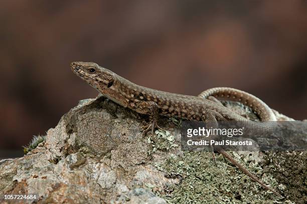 podarcis muralis (common wall lizard) - lizard stock-fotos und bilder