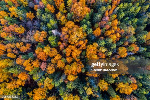 Fall Tree Top Angle 4,689 Tree Top Angle Stock Photos, High-Res Pictures, and Images ...