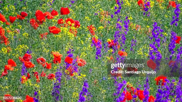 field of poppy flowers and forking larkspurs - delphinium stock pictures, royalty-free photos & images