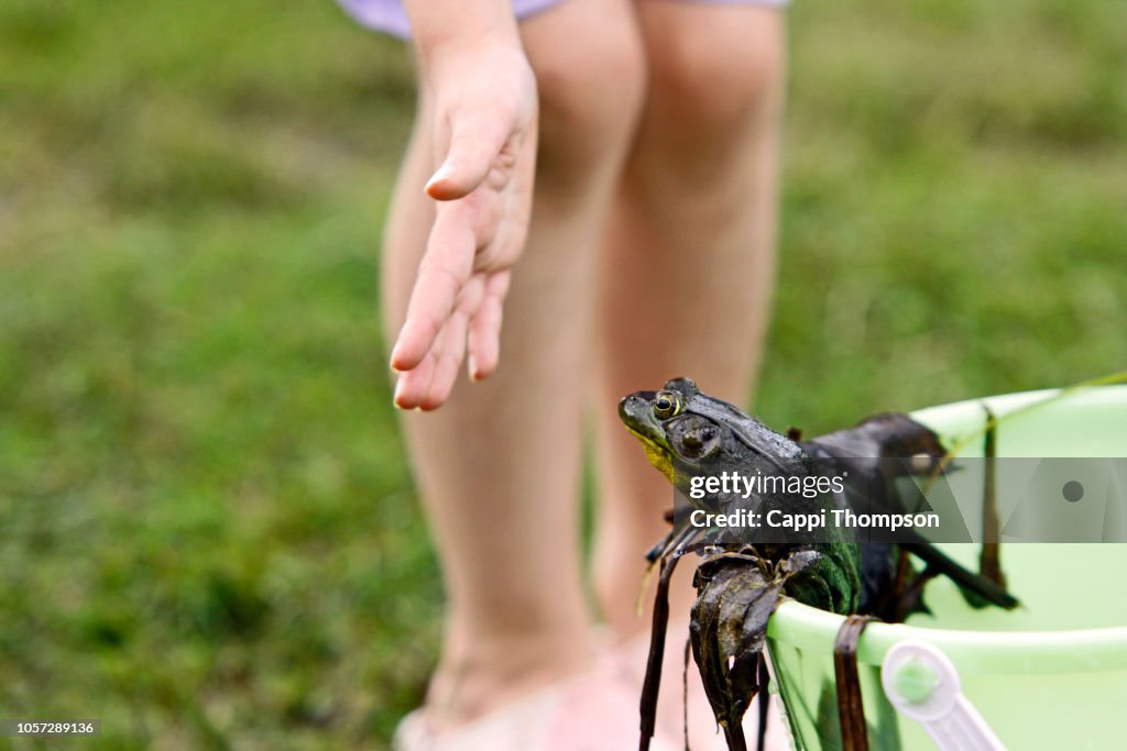 Captured frog being prevented from escaping a bucket by young girl's hand
