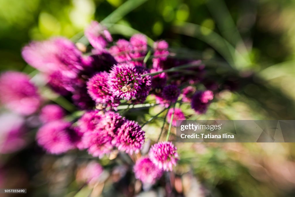 Garten, Lensbaby