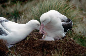 A pair of Southern Royal Albatross