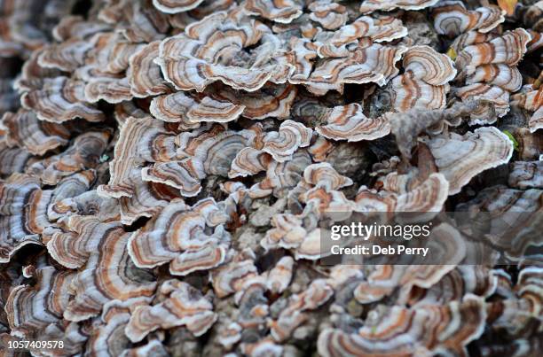 bracket fungi growing on a fallen tree - infected mushroom stock pictures, royalty-free photos & images