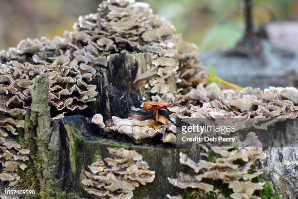 close up of polypores growing on a tree stump - tree man syndrome stock-fotos und bilder