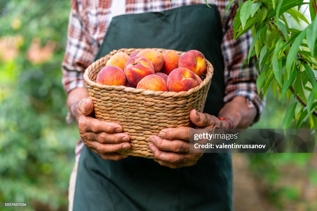 Mature farmer holding basket with peaches