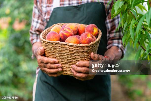 mature farmer holding basket with peaches - harvest basket stock pictures, royalty-free photos & images