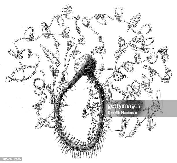Qipu Rope System Quipu Knots Photos and Premium High Res Pictures - Getty Images