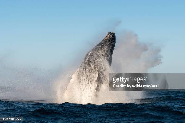 massive humpback whale breach off the east coast of south africa during the annual migration of whales north during the winter months. - whale breaching stock pictures, royalty-free photos & images