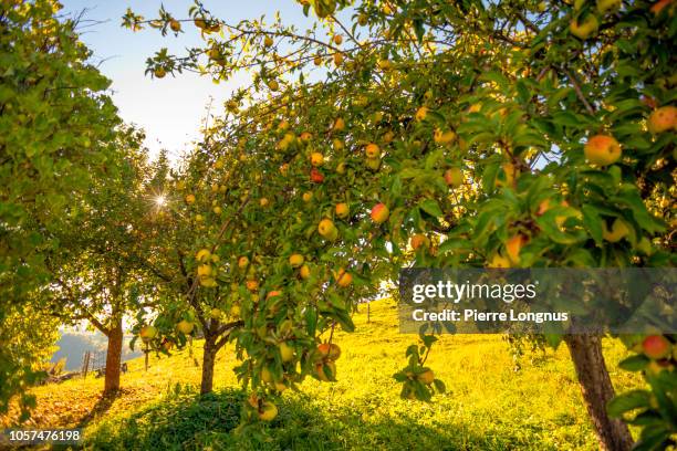 apple orchard with trees loaded with ripe apples - obstbaum stock-fotos und bilder