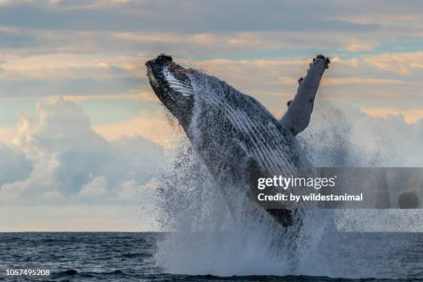 massive humpback whale breach off the east coast of south africa during the annual migration of whales north during the winter months. - whale calf stock-fotos und bilder