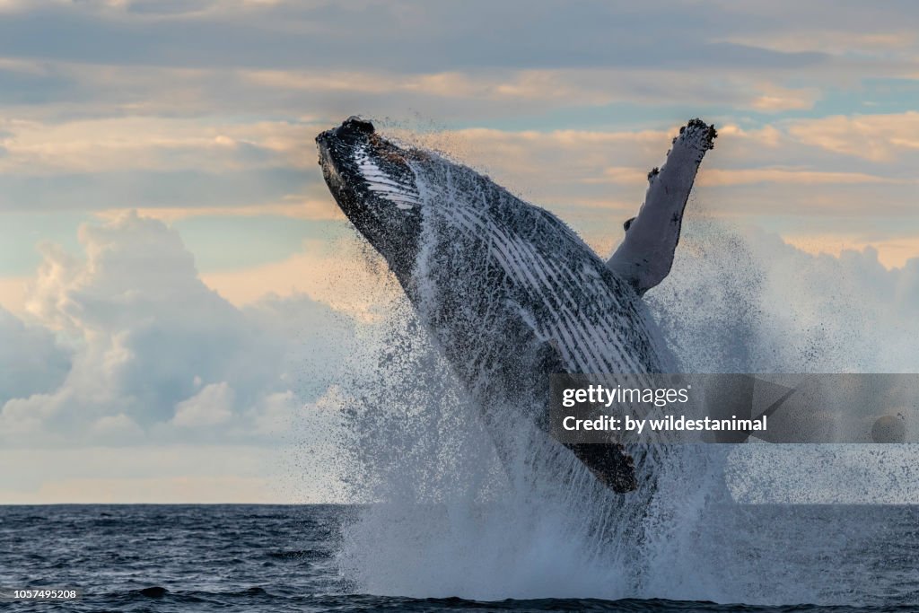 Massive humpback whale breach off the east coast of South Africa during the annual migration of whales north during the winter months.