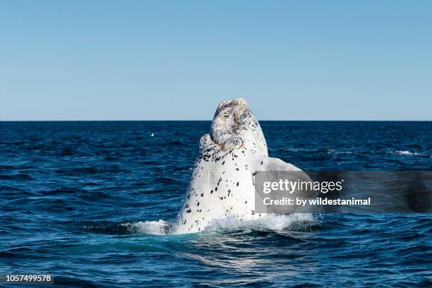 breaching white southern right whale calf, nuevo gulf, valdes peninsula, argentina. - albino animals stock pictures, royalty-free photos & images