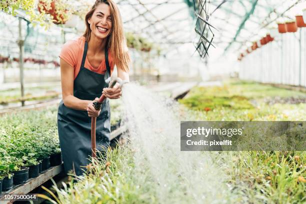 fröhlicher gärtner bewässerung von pflanzen im gewächshaus - gärtnerei stock-fotos und bilder
