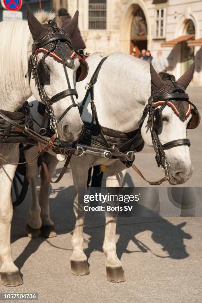 two carriage horses, vienna, austria - blinder stock pictures, royalty-free photos & images