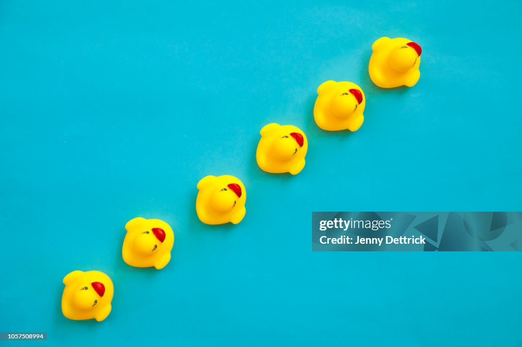 Rubber ducks in a line