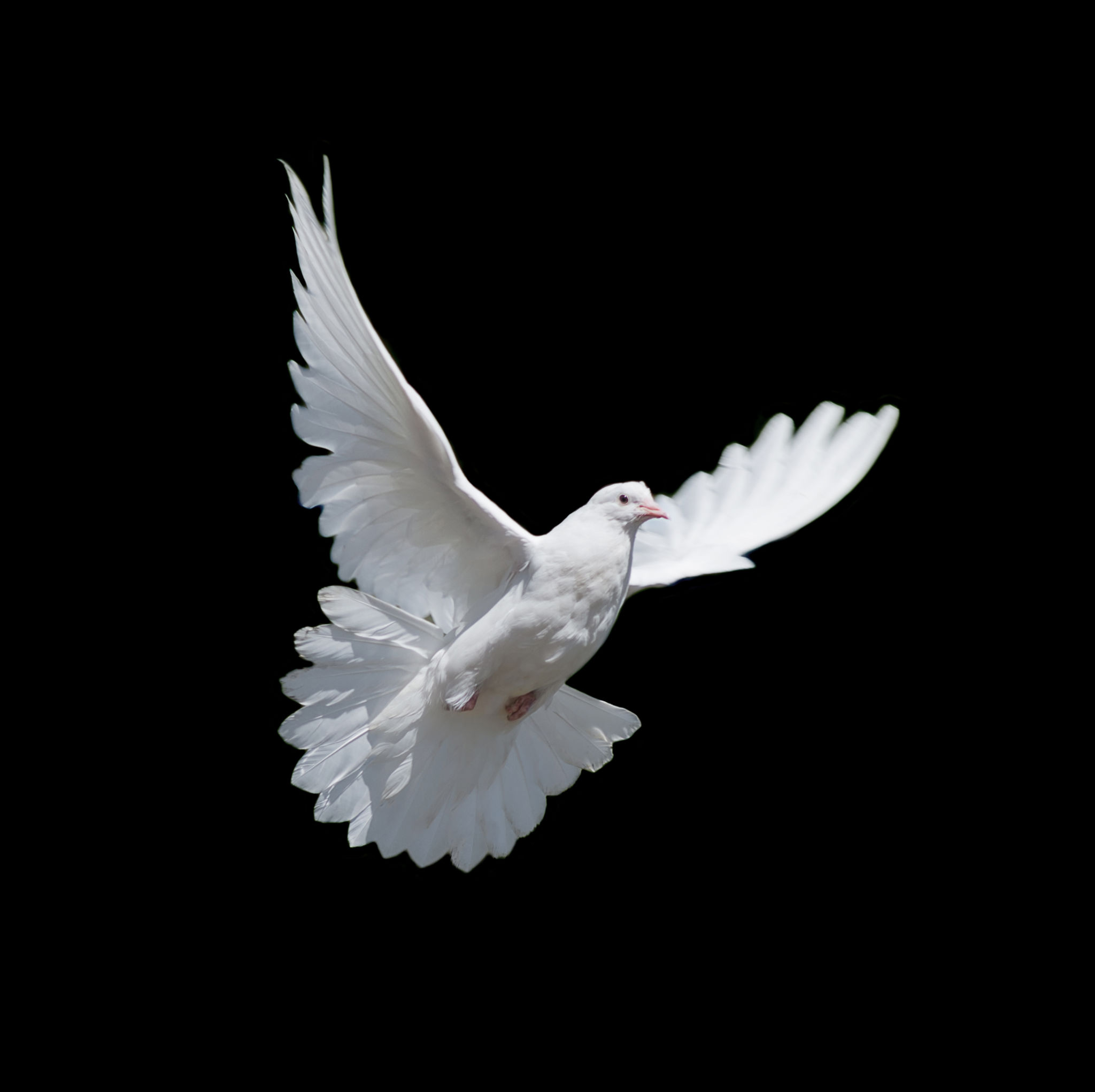White dove isolated on black White dove isolated on black