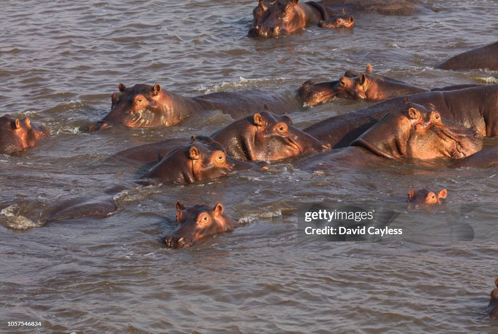 A herd of African hippopotamus.