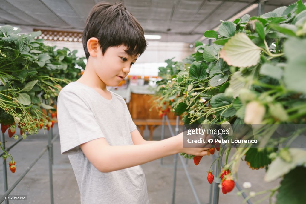 Young boy picking a strawberry