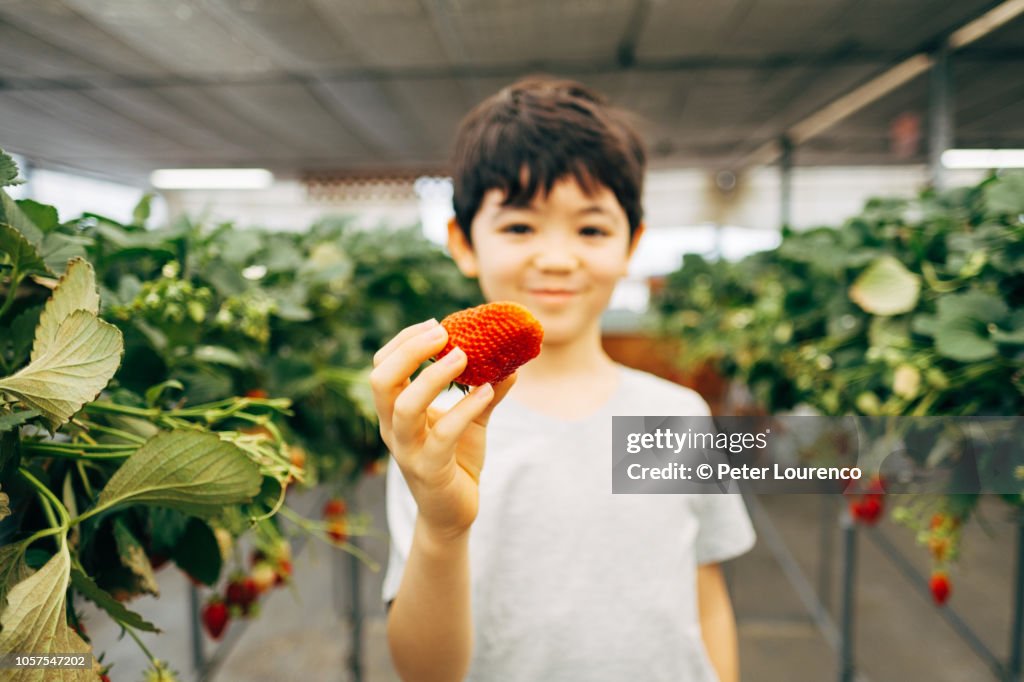Young boy holding up a strawberry