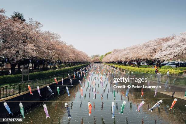 koinobori and sakura - gunma prefecture imagens e fotografias de stock