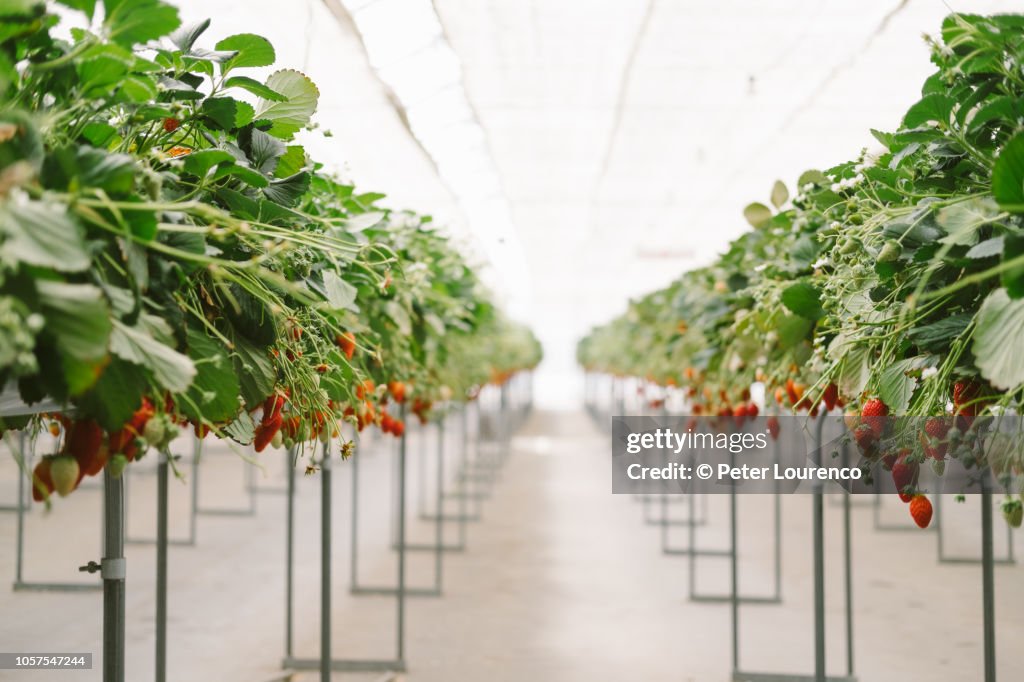 Strawberries growing