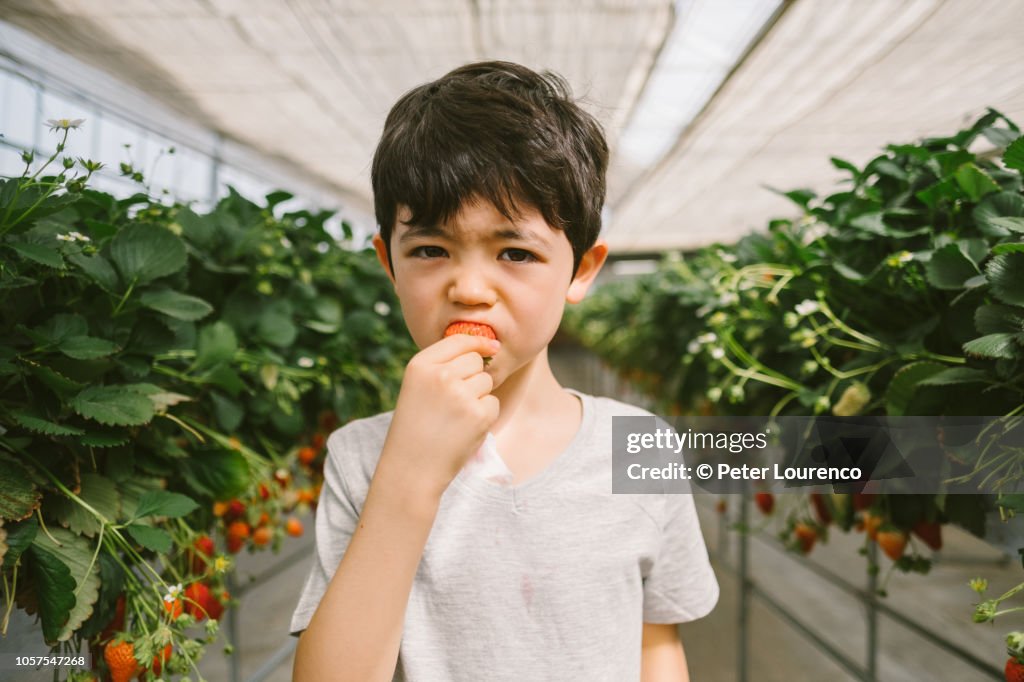 Young boy eating a freshly picked strawberry