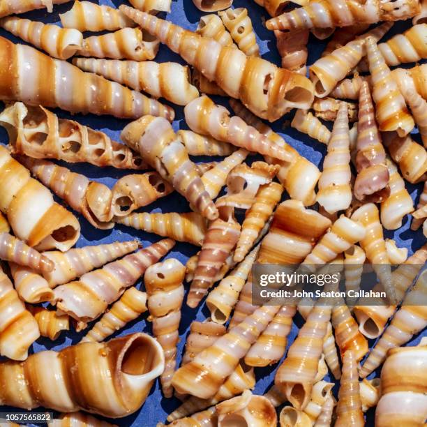 Concer Shells 62 Cone Shells Stock Photos, High-Res Pictures, and Images - Getty Images