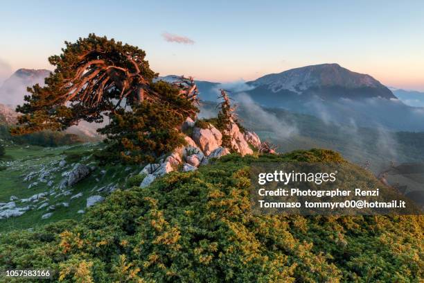 pino loricato al tramonto e monte pollino - basilicata region stock pictures, royalty-free photos & images