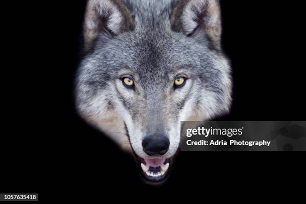 gray wolf portrait - animal black background fotografías e imágenes de stock