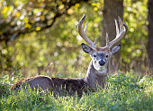 White-tailed buck lying down in the grass.