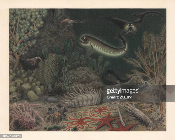 deep sea fauna, lithograph, published in 1897 - sea urchin stock illustrations