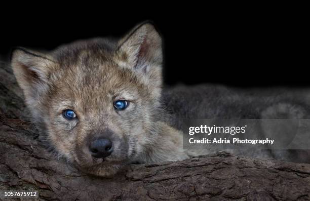 gray wolf pup - wolf cub stock pictures, royalty-free photos & images