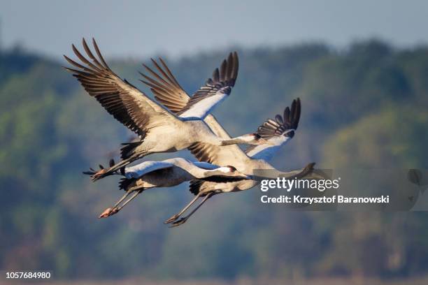 common crane in flight - crane bird stock pictures, royalty-free photos & images