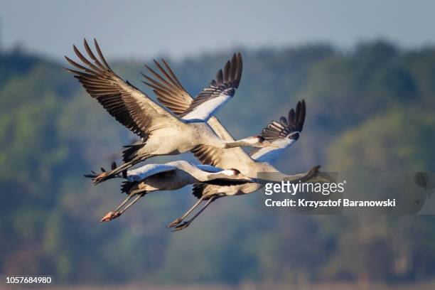 common crane in flight - grou pássaro - fotografias e filmes do acervo