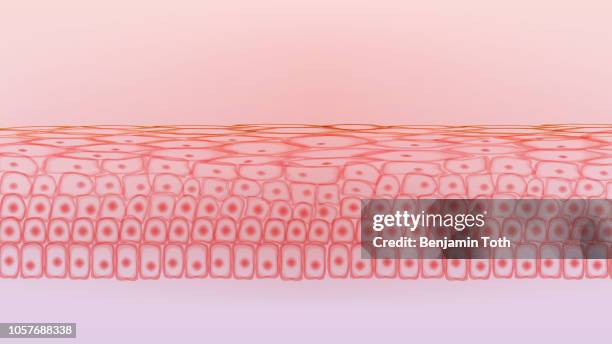 illustrations, cliparts, dessins animés et icônes de cellules de tissus de la peau - couche moyenne de la peau