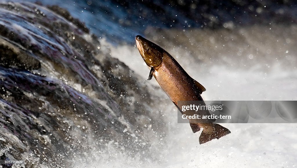 Salmon leaping rapids