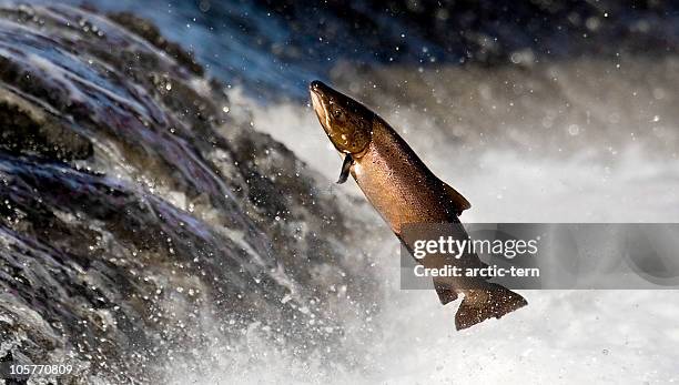 salmon leaping rapids - jumping into water stock pictures, royalty-free photos & images
