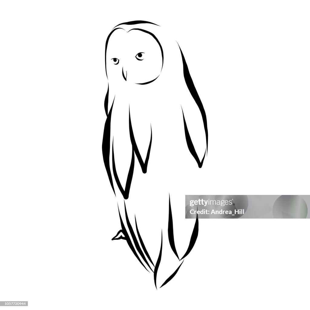 Owl Vector Illustration in Pen and Ink Isolated on White